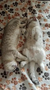 Котик Лакі і киця Луна