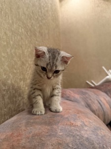 Кошенята висловухі