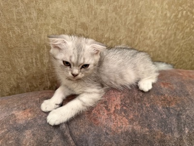 Кошенята висловухі