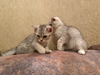 Кошенята висловухі