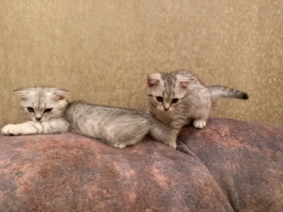 Кошенята висловухі