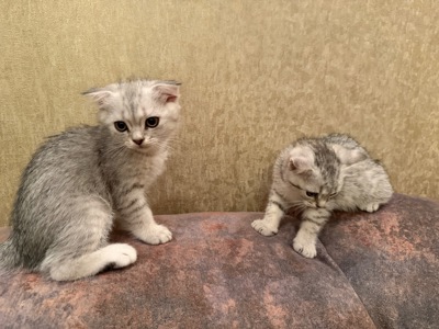 Кошенята висловухі