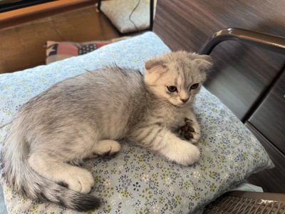 Кошенята висловухі