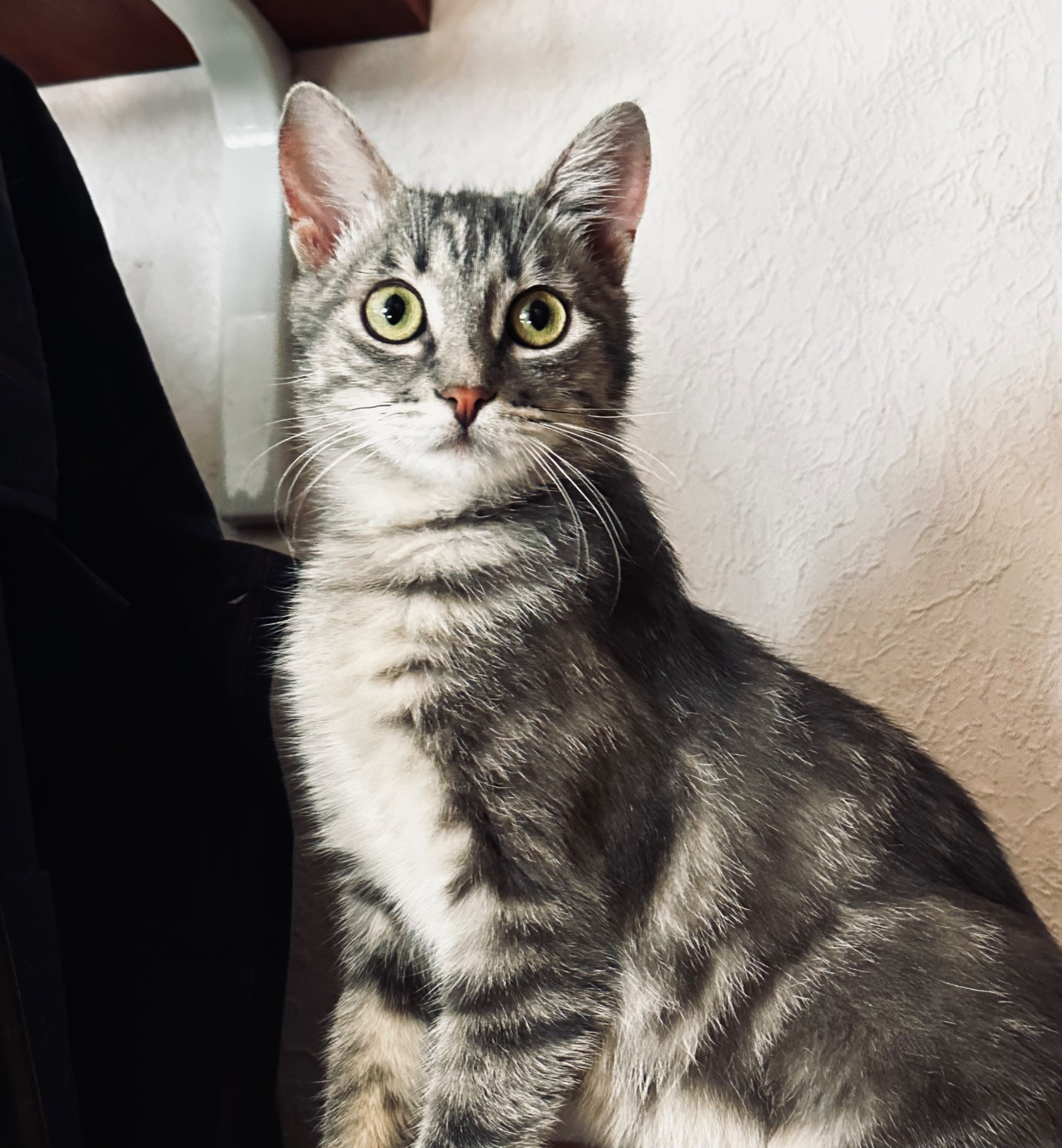 Кошеня шукає родину