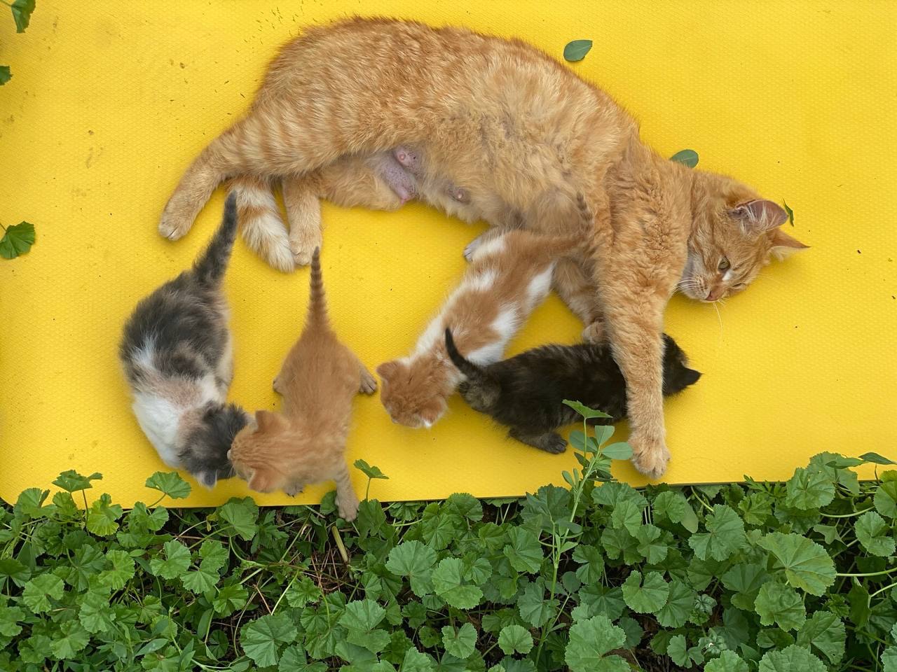 Кошенята, врятовані військовими 🥺