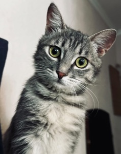 Кошеня шукає родину