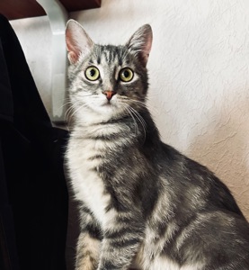 Кошеня шукає родину
