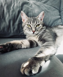 Кошеня шукає родину