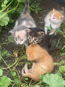 Кошенята, врятовані військовими 🥺