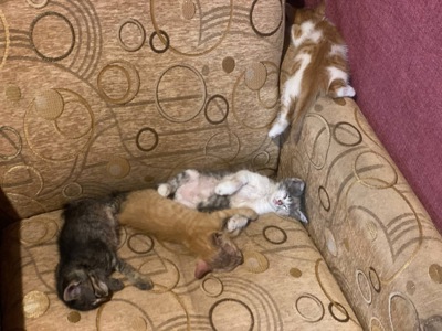 Кошенята, врятовані військовими 🥺