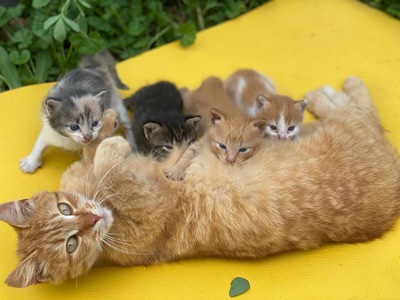 Кошенята, врятовані військовими 🥺