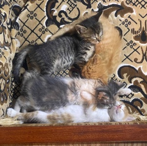 Кошенята, врятовані військовими 🥺