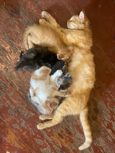 Кошенята, врятовані військовими 🥺