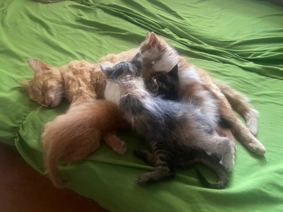 Кошенята, врятовані військовими 🥺