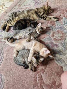 Яскравий Полосатик від породистих батьків