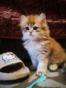 Котята британской золотой шиншиллы