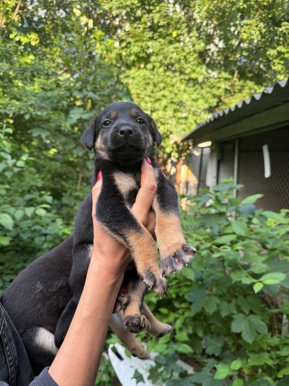 🐶 ЦУЦЕНЯТА ТЕРМІНОВО ШУКАЮТЬ ДІМ! 🏡