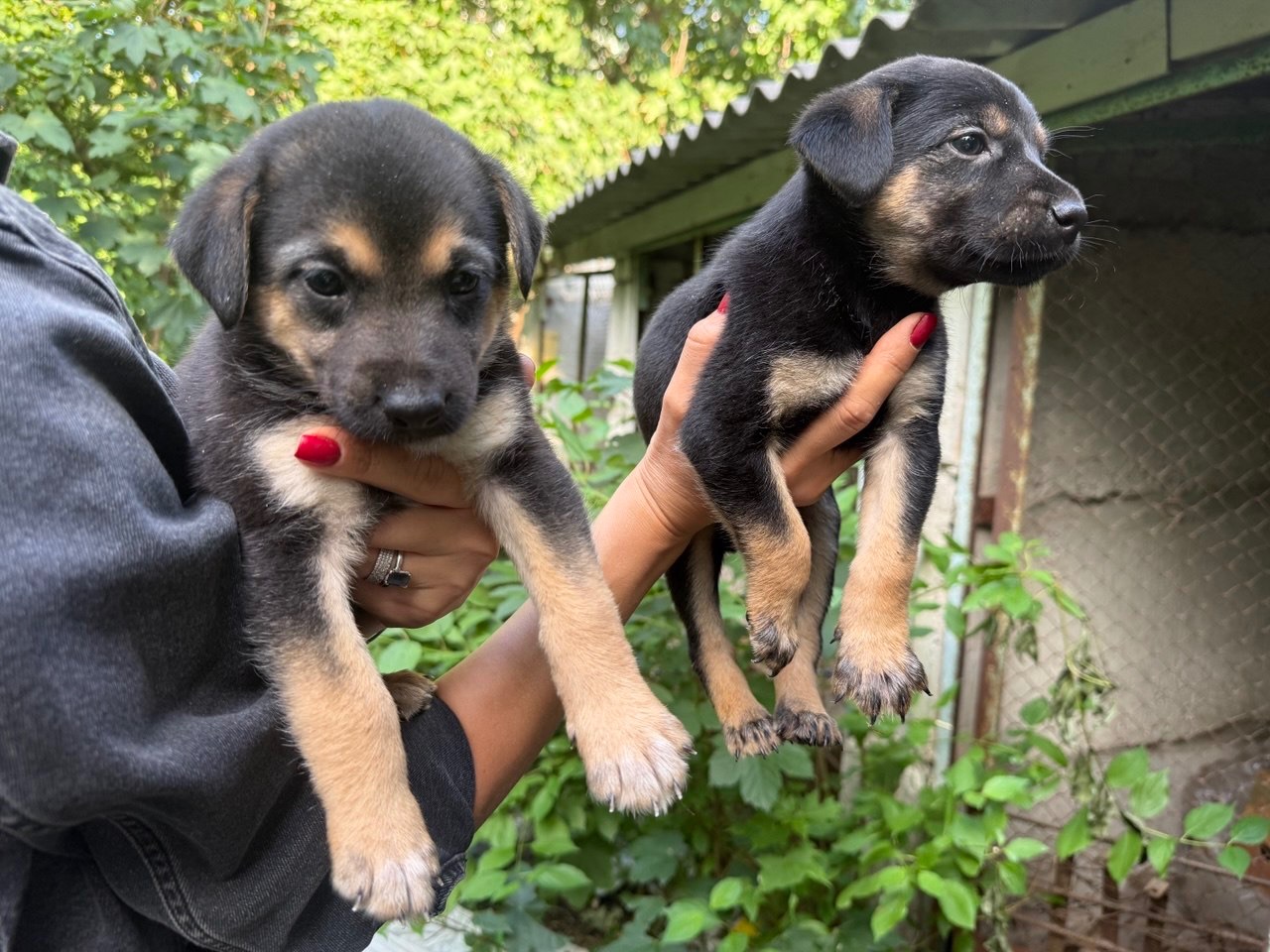🐶 ЦУЦЕНЯТА ТЕРМІНОВО ШУКАЮТЬ ДІМ! 🏡