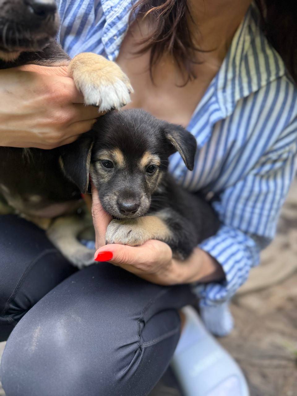 🐶 ЦУЦЕНЯТА ТЕРМІНОВО ШУКАЮТЬ ДІМ! 🏡