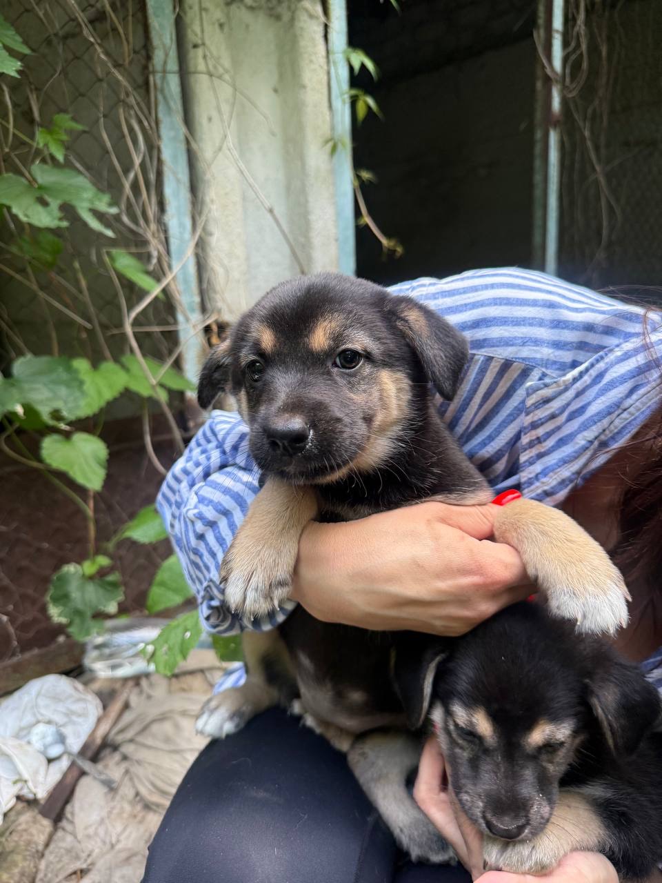 🐶 ЦУЦЕНЯТА ТЕРМІНОВО ШУКАЮТЬ ДІМ! 🏡