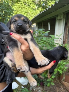 🐶 ЦУЦЕНЯТА ТЕРМІНОВО ШУКАЮТЬ ДІМ! 🏡