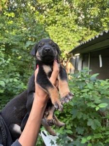 🐶 ЦУЦЕНЯТА ТЕРМІНОВО ШУКАЮТЬ ДІМ! 🏡