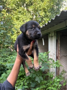 🐶 ЦУЦЕНЯТА ТЕРМІНОВО ШУКАЮТЬ ДІМ! 🏡