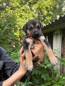 🐶 ЦУЦЕНЯТА ТЕРМІНОВО ШУКАЮТЬ ДІМ! 🏡