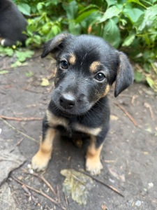 🐶 ЦУЦЕНЯТА ТЕРМІНОВО ШУКАЮТЬ ДІМ! 🏡