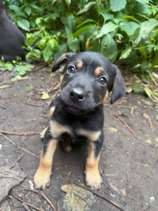 🐶 ЦУЦЕНЯТА ТЕРМІНОВО ШУКАЮТЬ ДІМ! 🏡