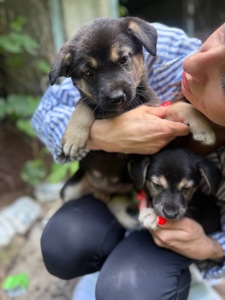 🐶 ЦУЦЕНЯТА ТЕРМІНОВО ШУКАЮТЬ ДІМ! 🏡