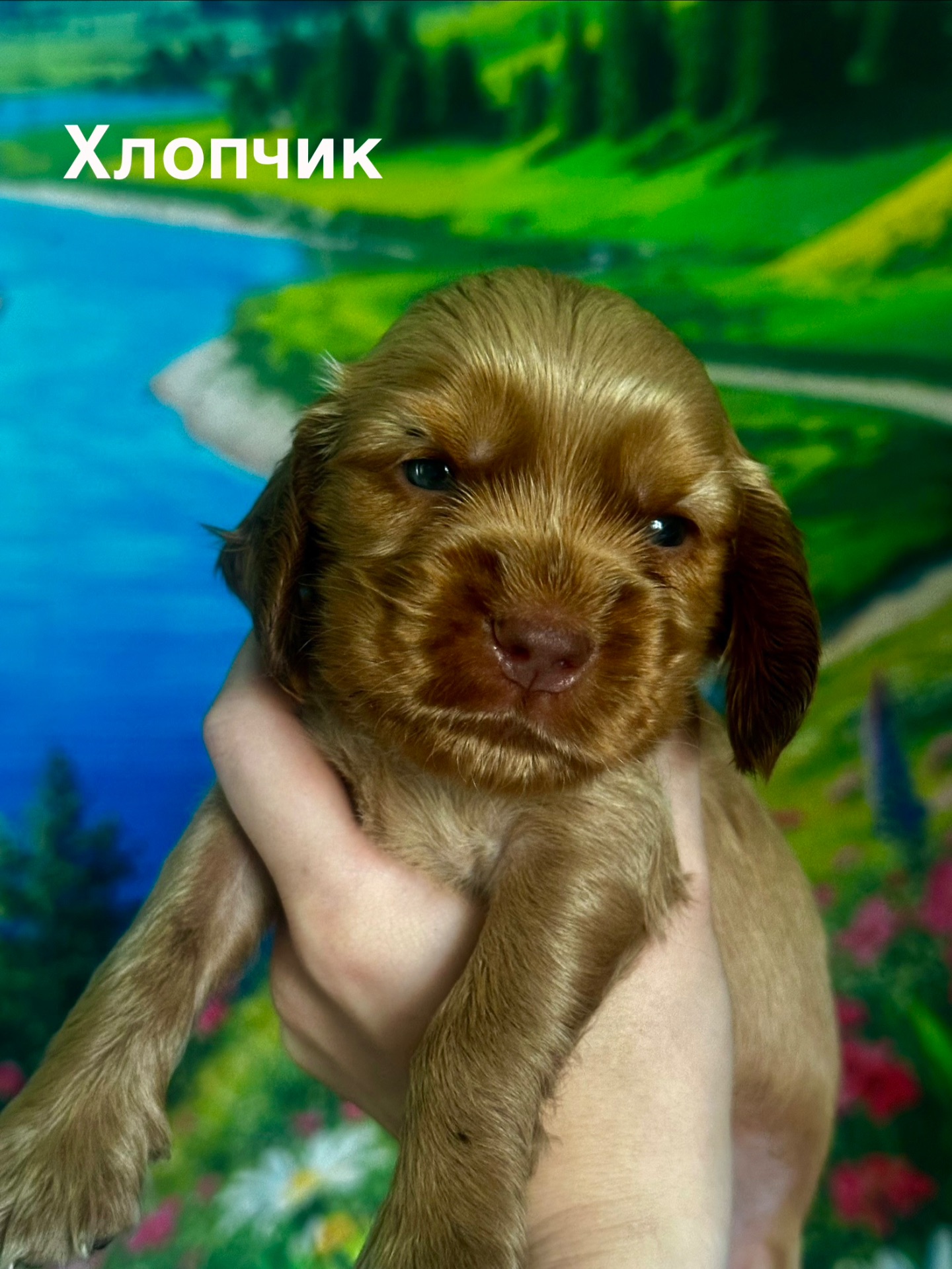 Цуценята спанієлі