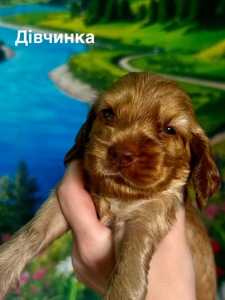 Цуценята спанієлі