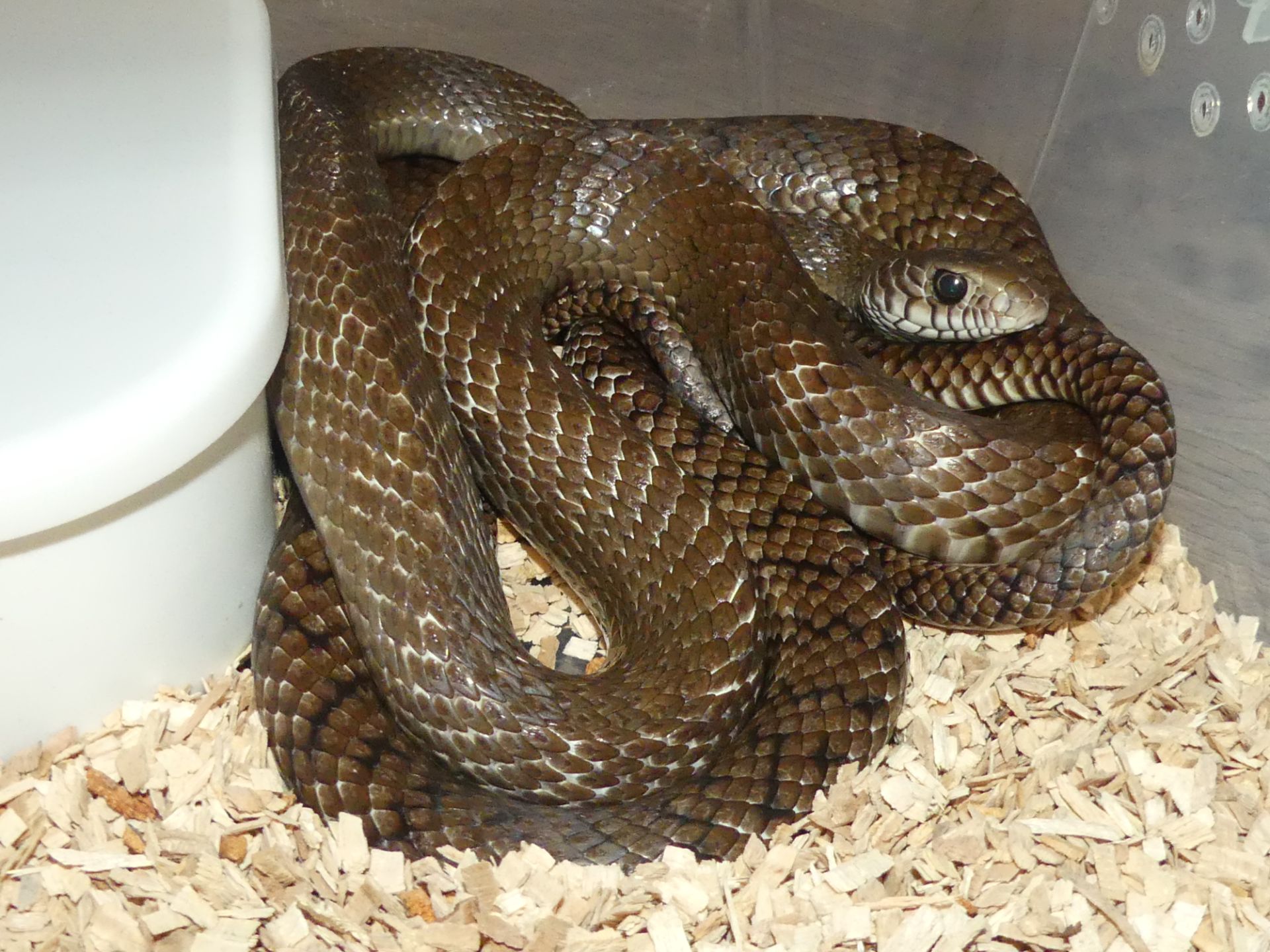 Птиас звичайний (Ptyas mucosa), пара