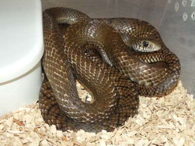 Птиас звичайний (Ptyas mucosa), пара