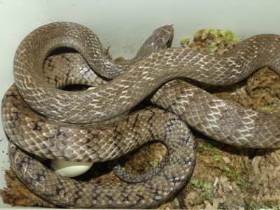Птиас звичайний (Ptyas mucosa), пара