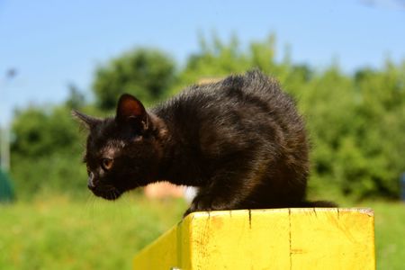 Чорно-шоколадне кошеня хлопчик 2.5 місця