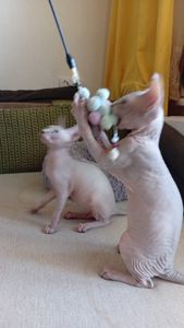 Кошенята канадського сфінкса