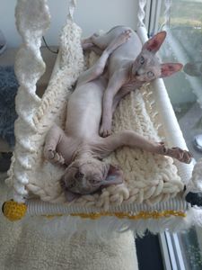 Кошенята канадського сфінкса