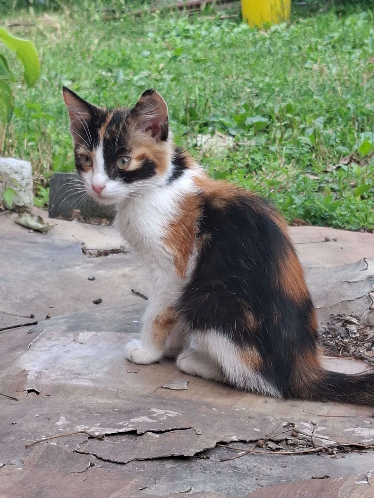 Котята без проды