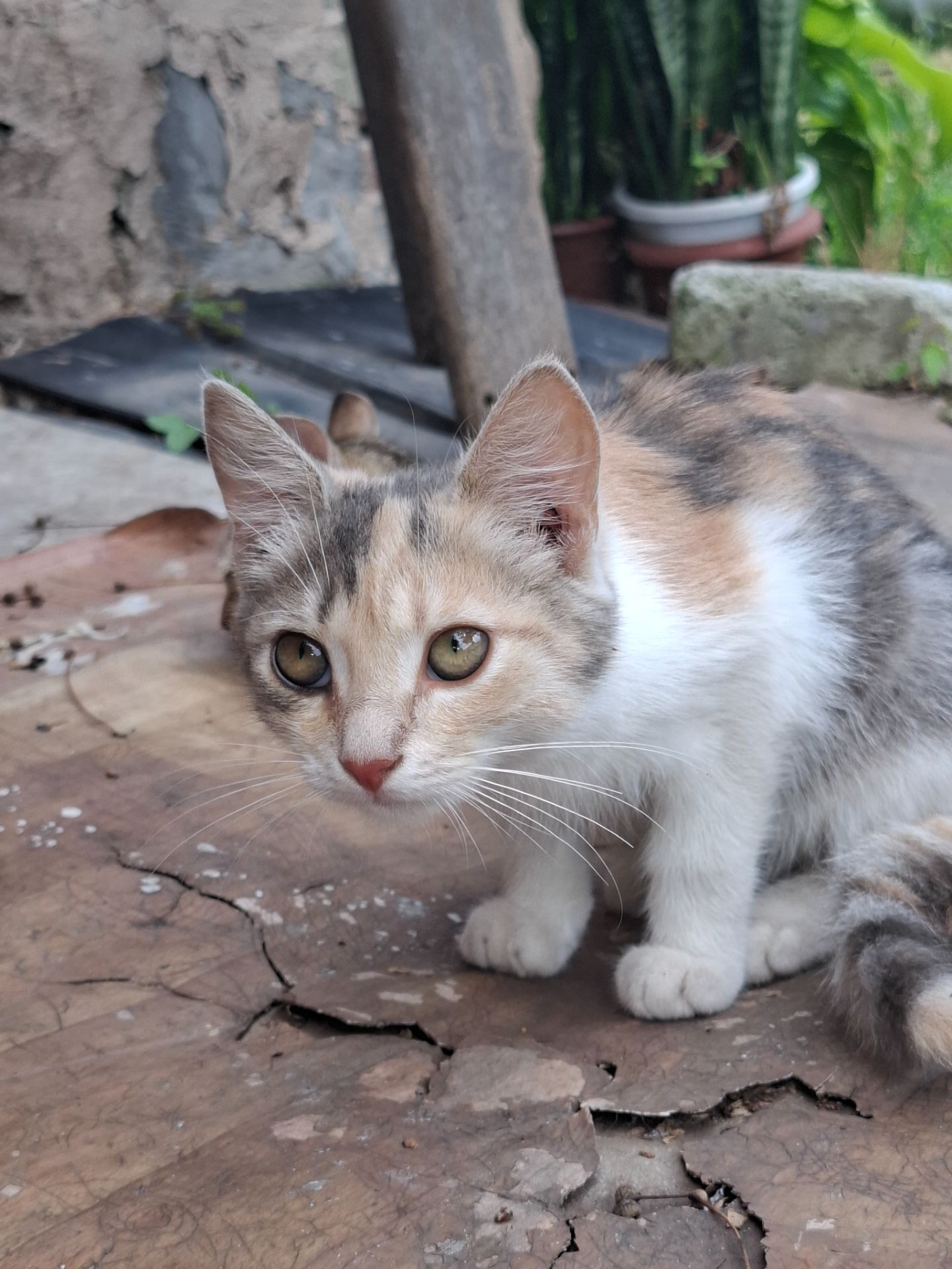 Котята без проды