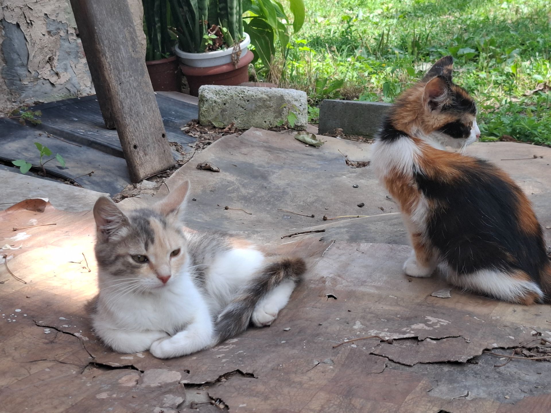 Котята без проды