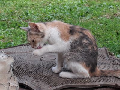 Котята без проды