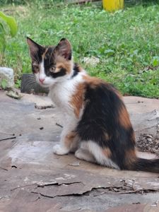 Котята без проды