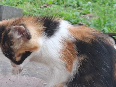 Котята без проды