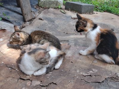 Котята без проды