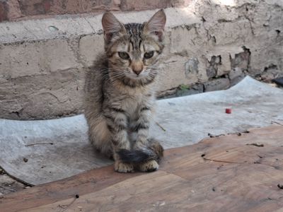 Котята без проды