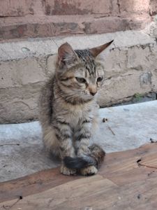 Котята без проды