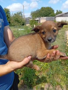 🐾 Троє цуценят шукають дім