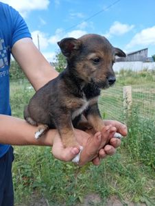 🐾 Троє цуценят шукають дім